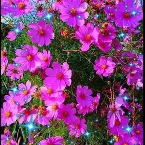 Meet your Posher, Bertha